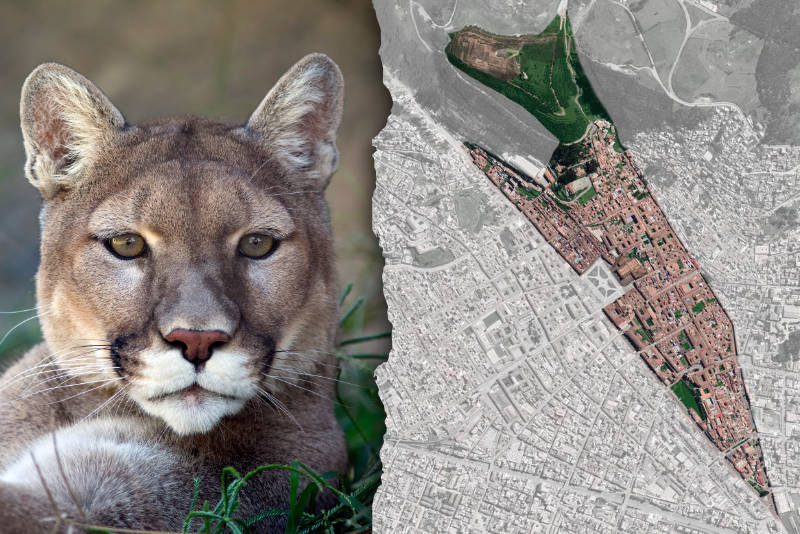 The city of Cusco was built in the shape of a Puma