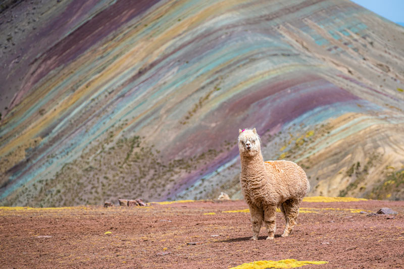 Alpaca on the Rainbow Mountain