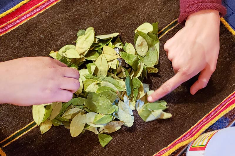 Reading the Coca Leaf