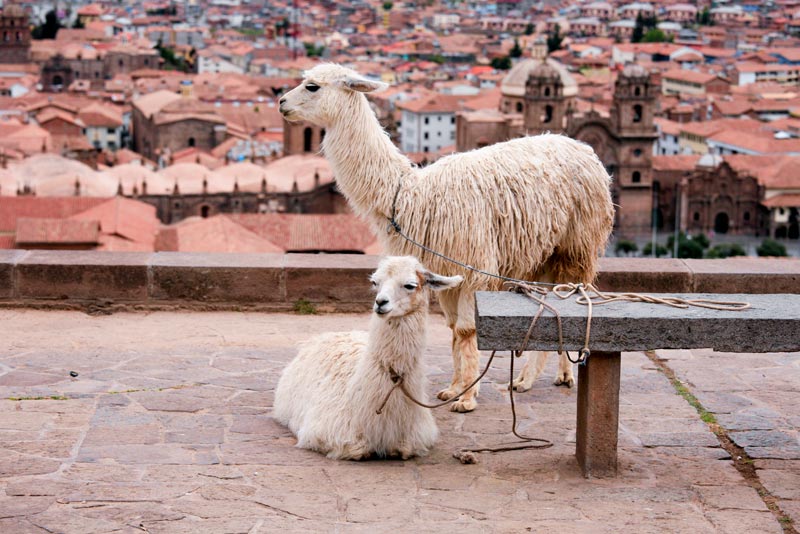 Llamas at the San Cristobal de Cusco viewpoint