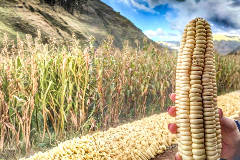 Cosecha del maíz blanco