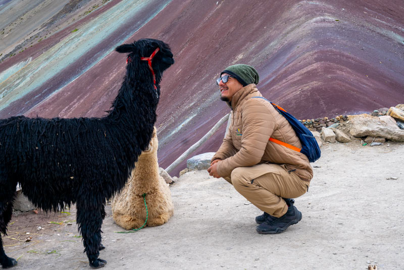 Visitante observando uma alpaca na Rainbow Mountain